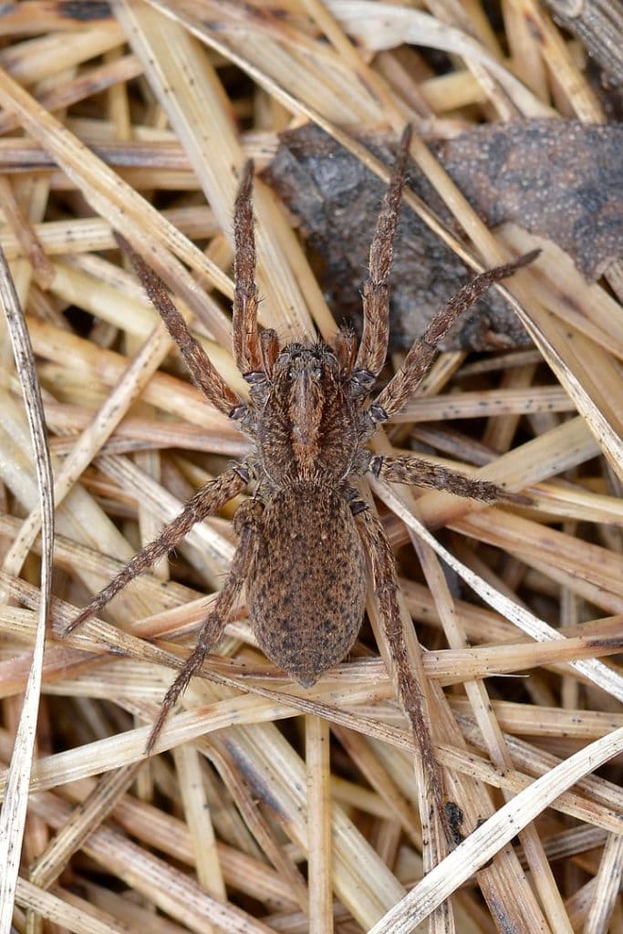 image of a Varacosa avara, a smaller species of wolf spider