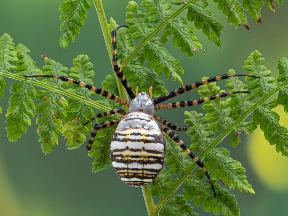 close up image of a banded garden spider, Argiope trifasciata, climbing on a fern frond.