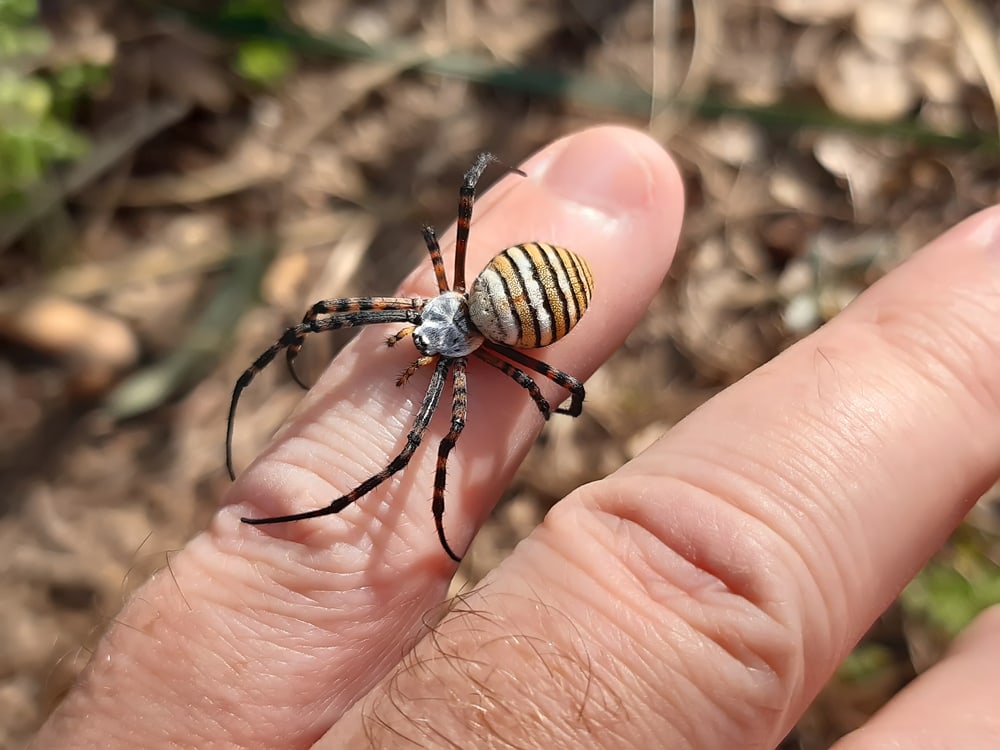 Banded garden spider or banded orb-weaving spider, Argiope trifasciata on a man's hand