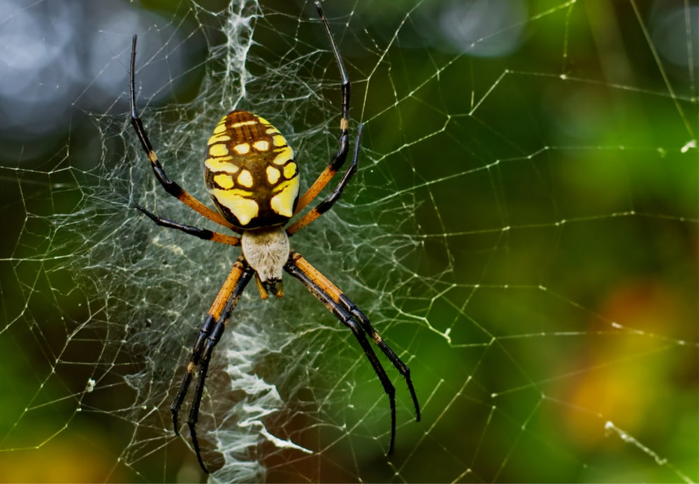 macro image of a black and yellow garden spider on its web