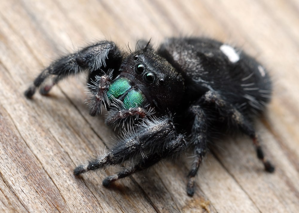 close up image of a bold jumper or Phidippus audax on top of a wooden surface