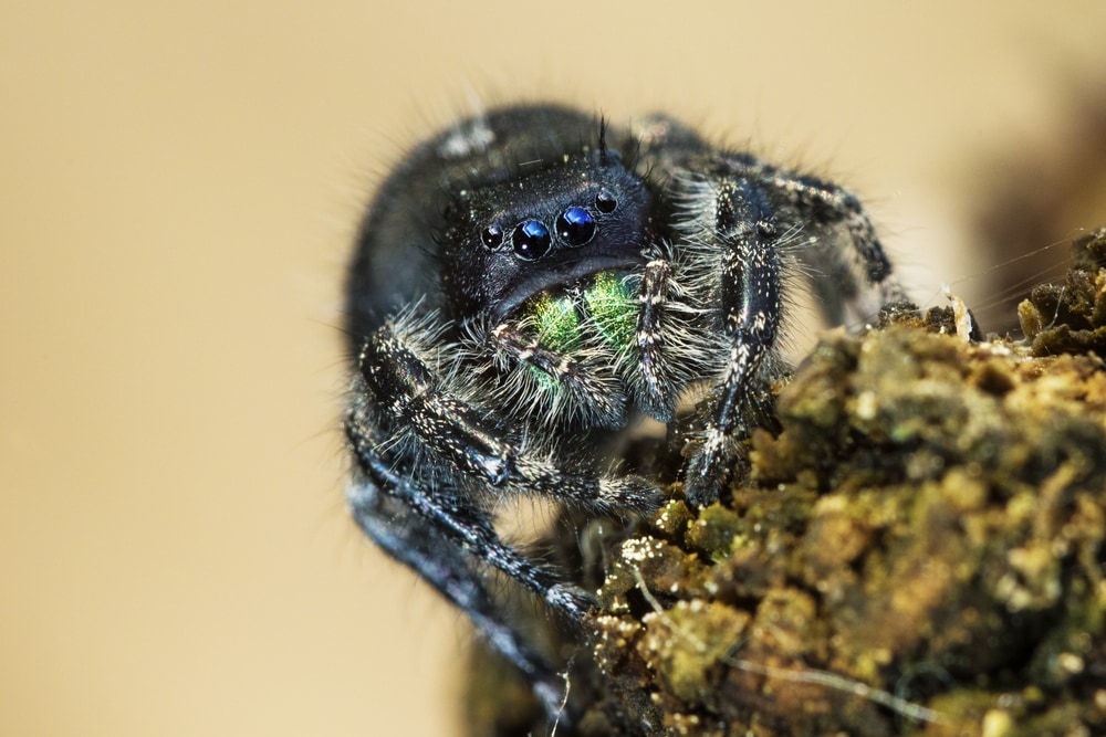 macro shot of a daring jumping spider, or bold jumping spider (Phidippus audax )