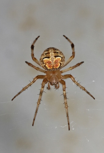 close up image of a butterfly orweaver or Araneus pegnia
