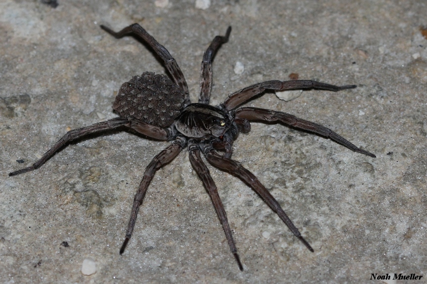 a female Carolina wolf spider carrying spiderlings on its back