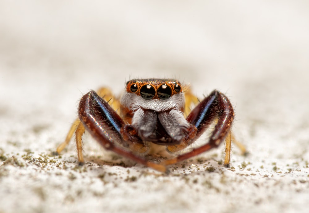 macroshot of a male  common Hentz spider or Hentzia palmarum