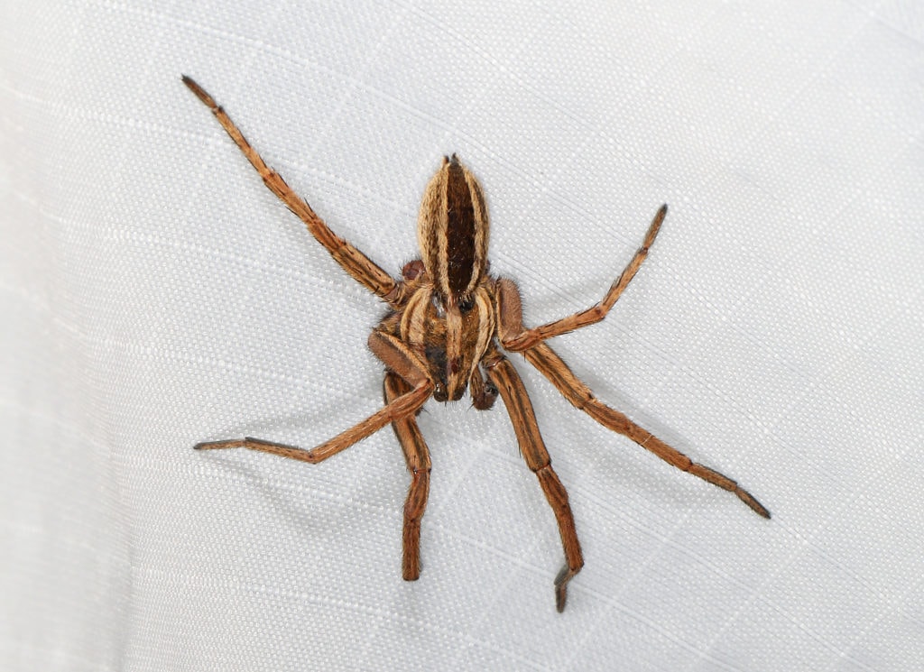 image of a dotted wolf spider on a white cloth