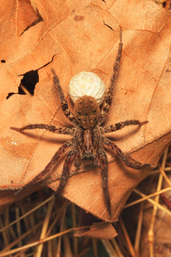 image of a a drumming sword wolf spider on top of dried leaves
