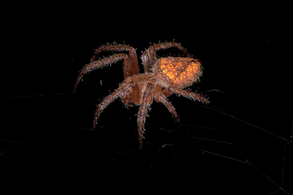 Small Typical Orbweaver of the species Eriophora edax