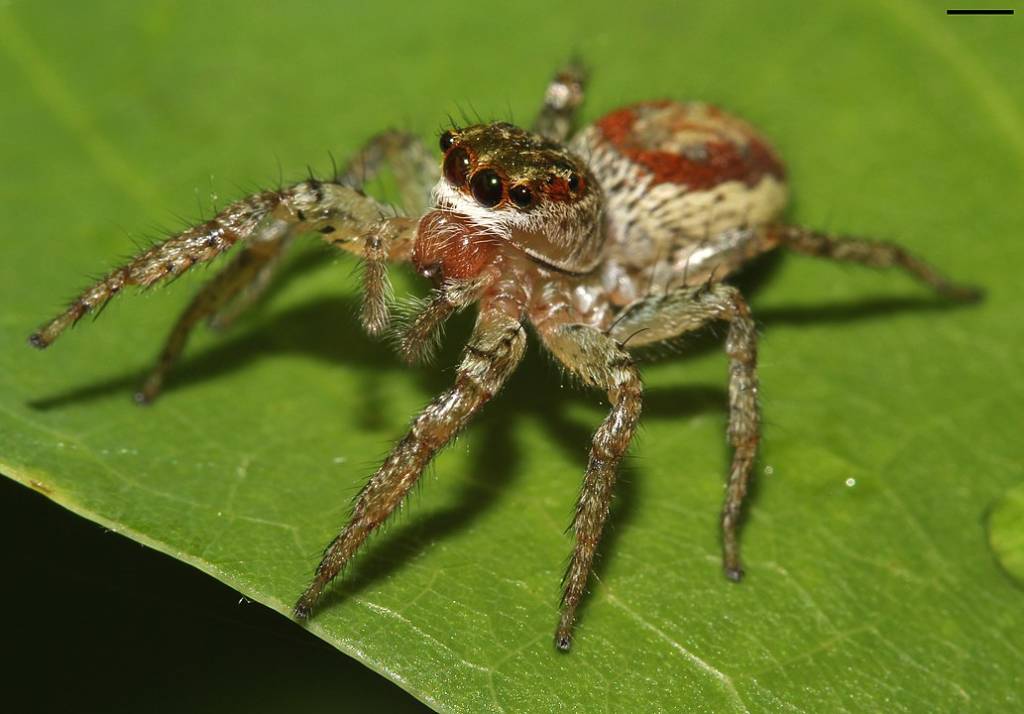 image of a female dimorphic jumping spider on a leaf