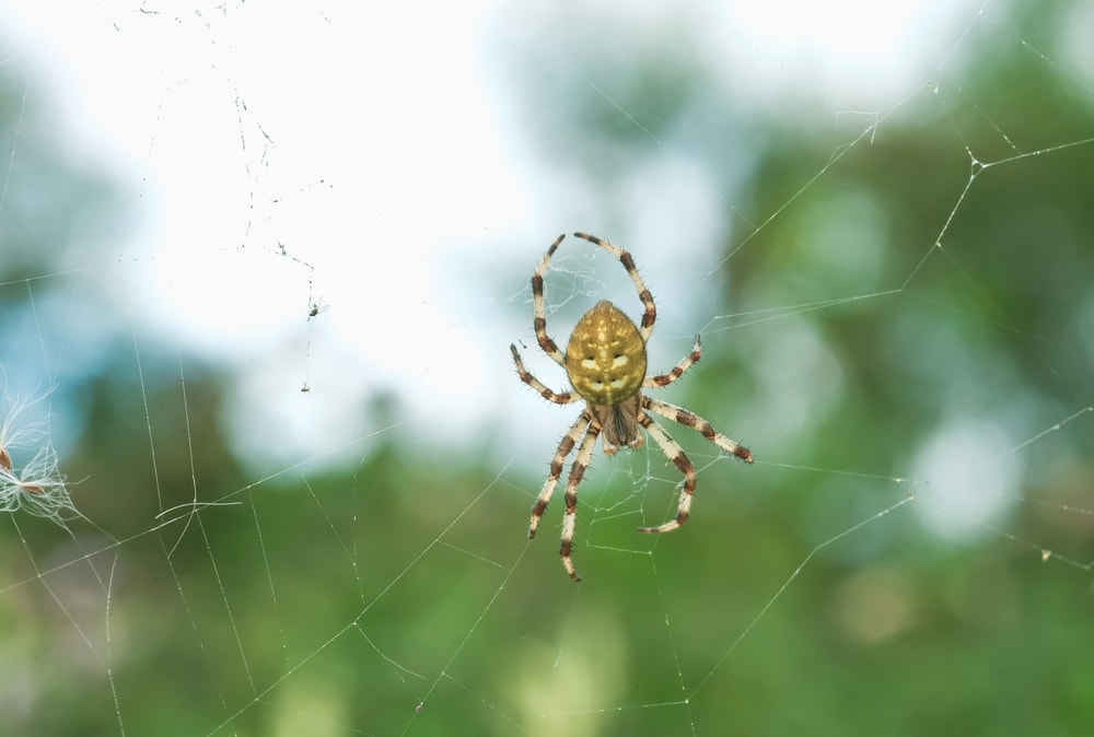 Four-spot orb-weaver yellow spider on web in summer garden