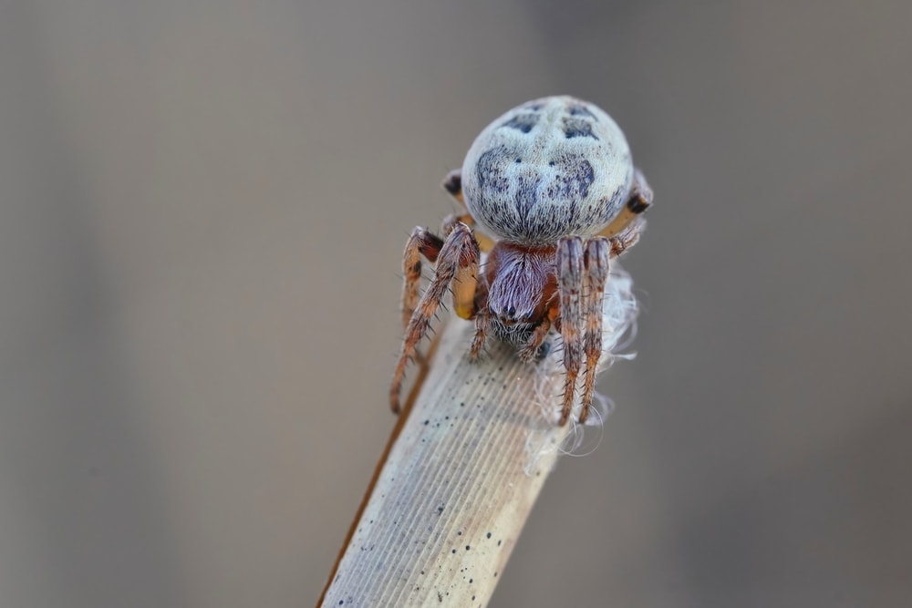 close up portairt of a furrow spider  on a stick