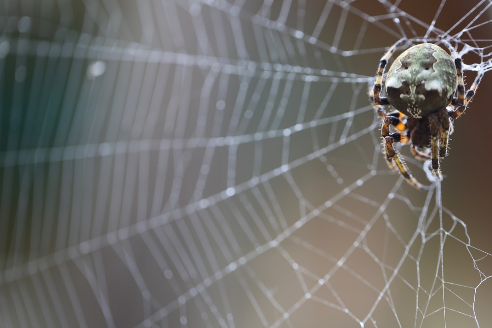 image of a giant lichen orb weaver on a spider web