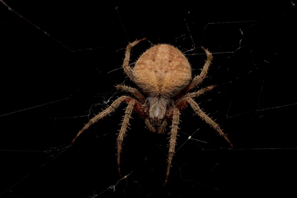 image of a Hentz's orbweaver isolated on a black background