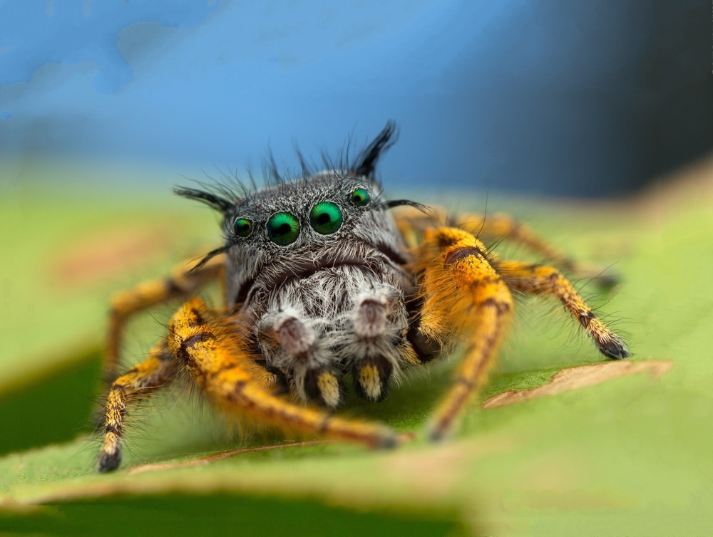 close up image of a high eyelashed jumping spider or Phidippus mystaceus on top of a leaf