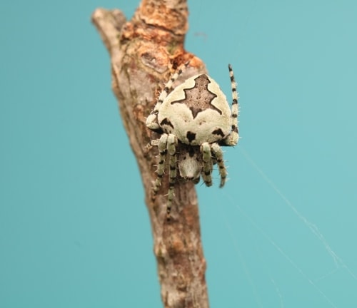 image of a humpbacked orb weaver on a branch