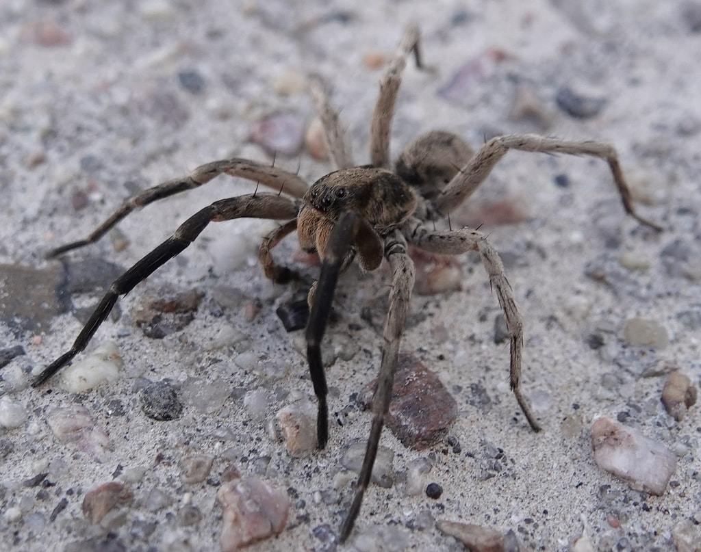 image of Missouri burrowing wolf spider in a concrete floor