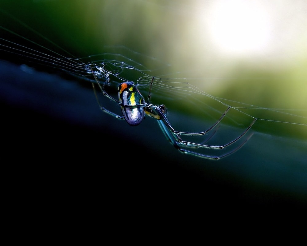 a colorful orchard spider or Leucauge venusta hanging upside down from its web 