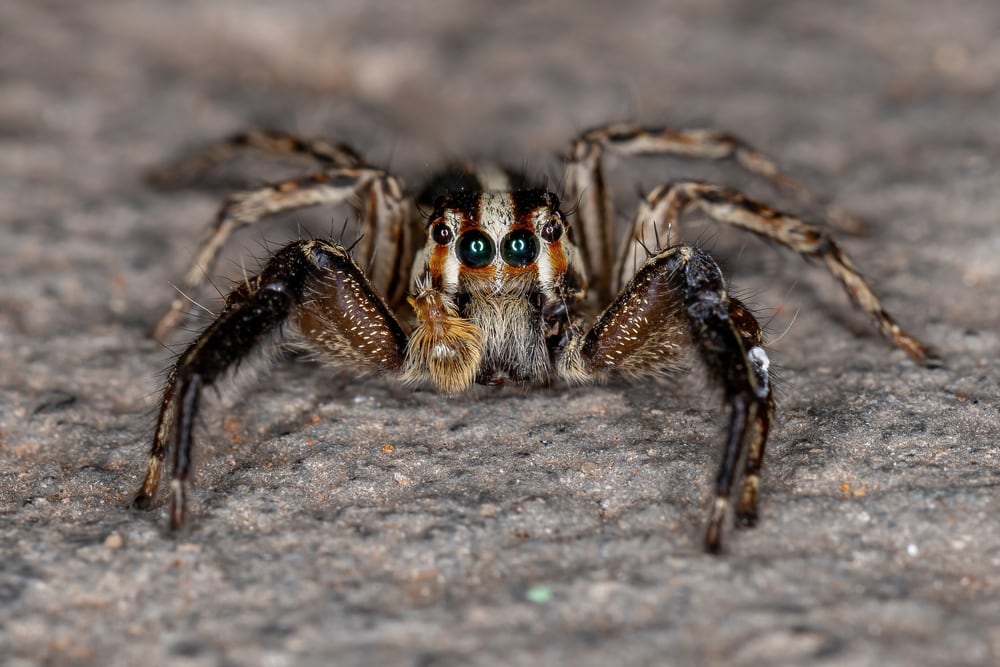 Male Adult Pantropical Jumping Spider of the species Plexippus paykulli
