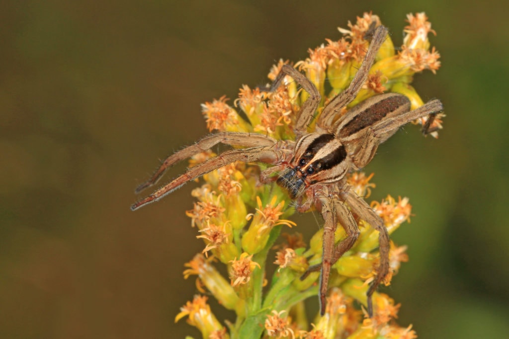 image of a rapid wolf spider on a plant 