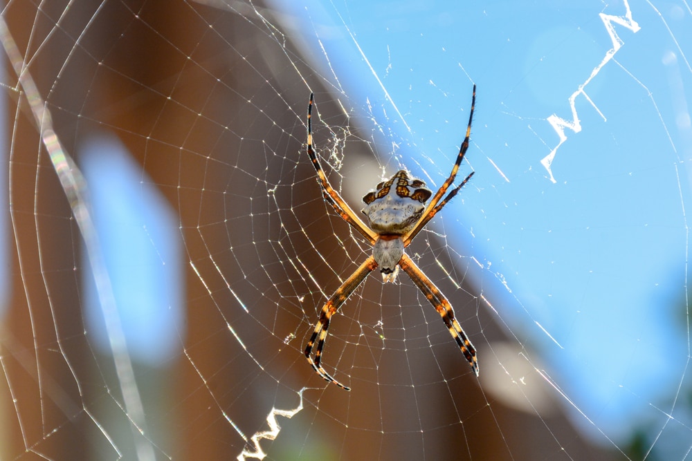 image of a silver garden spider or silver argiope hanging on its web