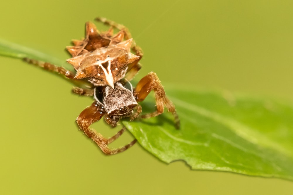 close up of a star-bellied orb weaver on a leaf