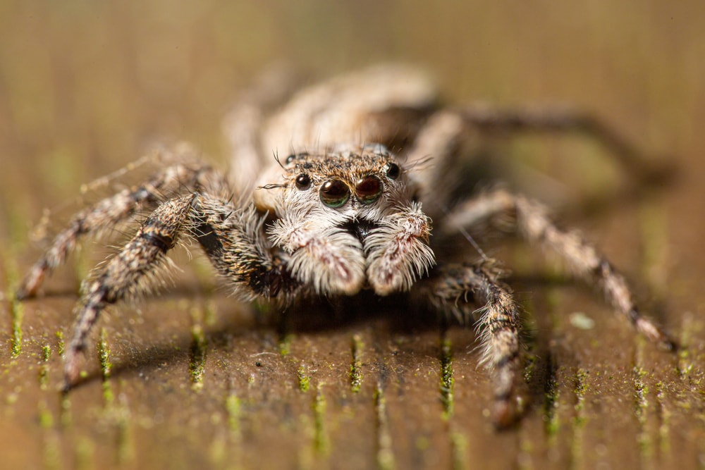macro image of a Platycryptus undatus or tan jumping spider on top of a wood