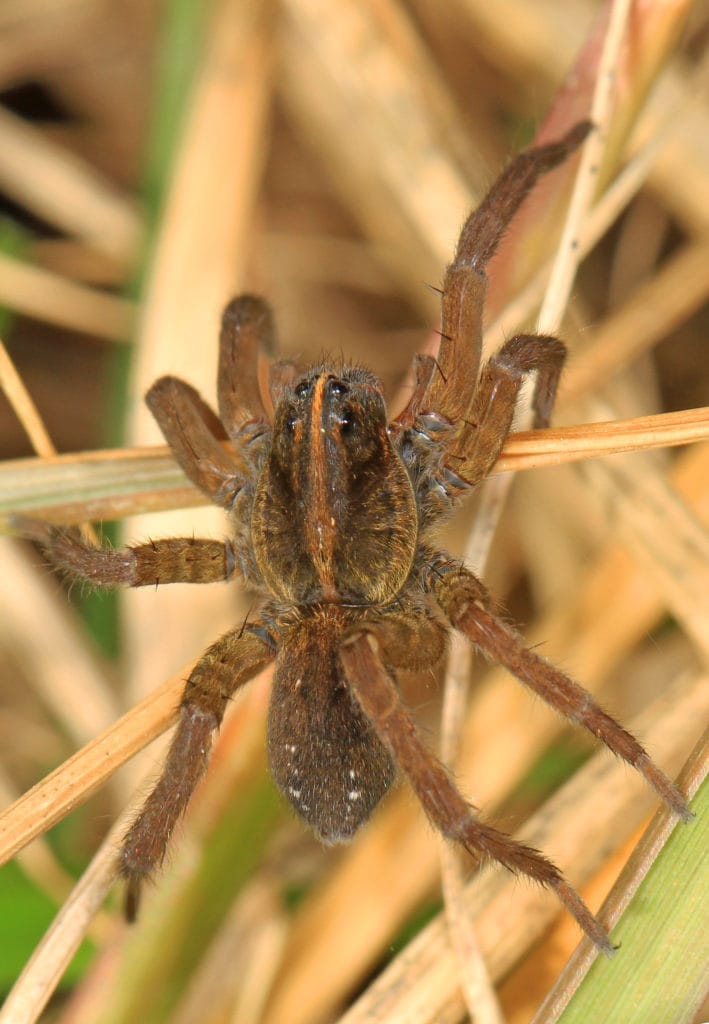macro shot of a tigrosa helluo wolf spider 