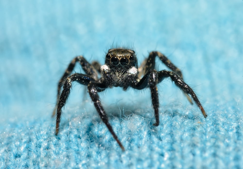 Tiny Twin-flagged jumping spider on top of a knit fabric