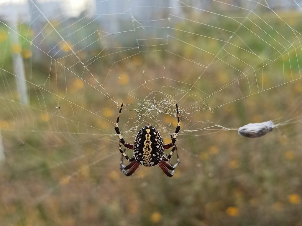 image of a western spotted orb weaver on a web