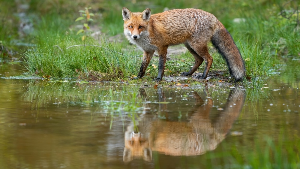 a red fox with its reflection on the flood 