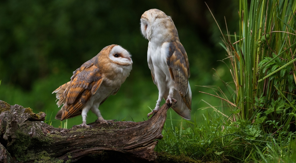 two barn owls sitting on a tree log