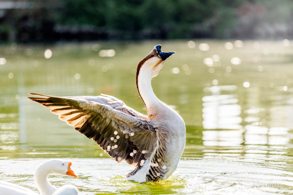 an African goose flapping its wing on the water
