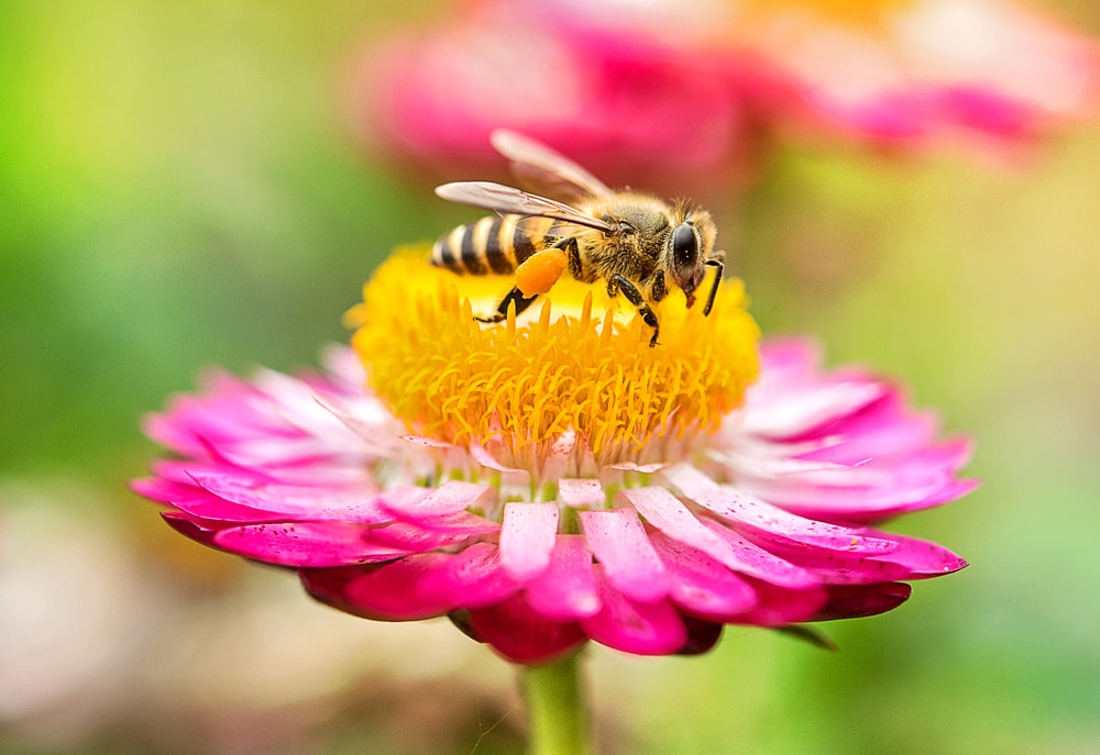 image of a bee siping nectar from a flower