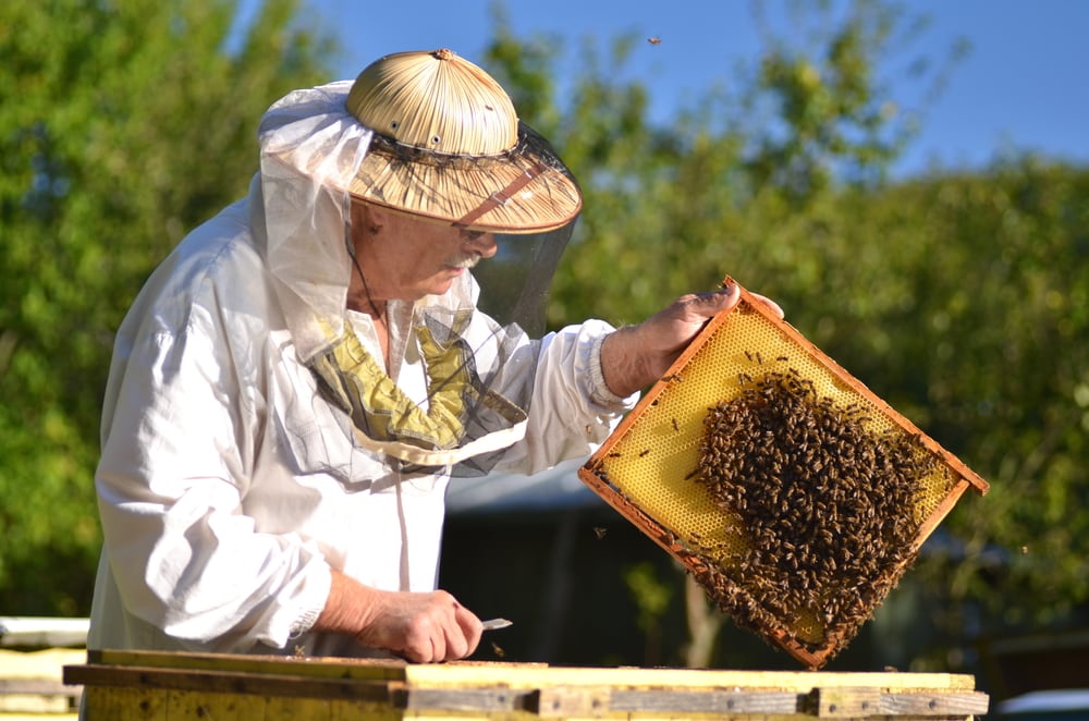 a beekeeper inspecting a wooden honeycomb frame with bees