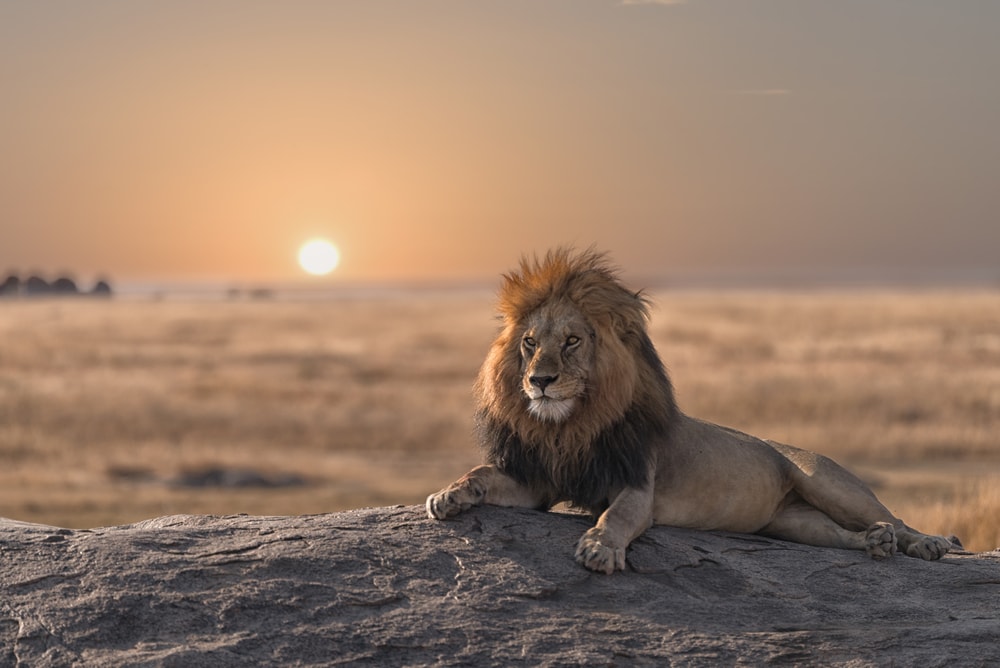 image of a lion resting on a rock in a savannah