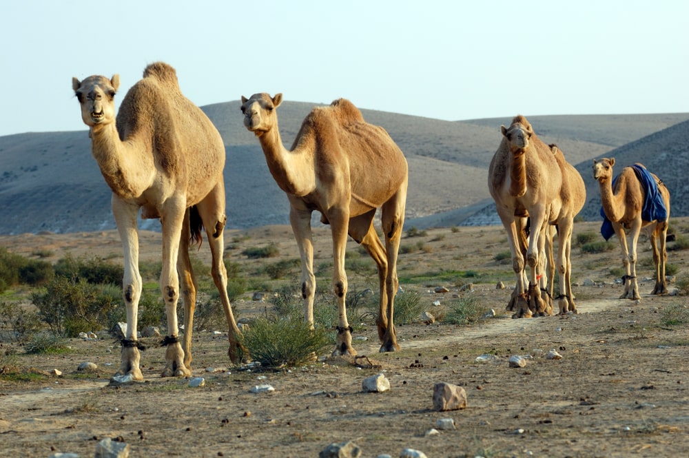 a herd of Arabian camels travelling