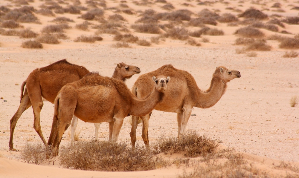 Group of Arabian camels on a desert