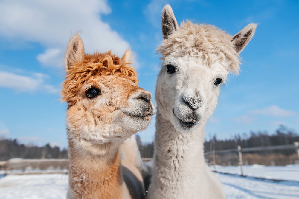 portrait of two alpacas during winter