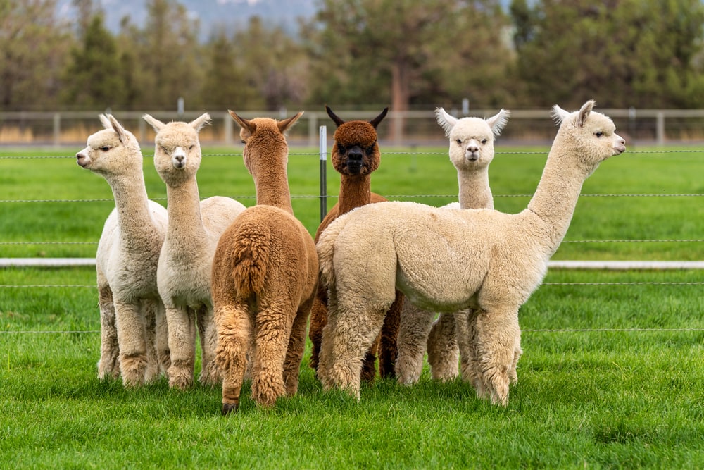 a herd of alpacas on a ranch