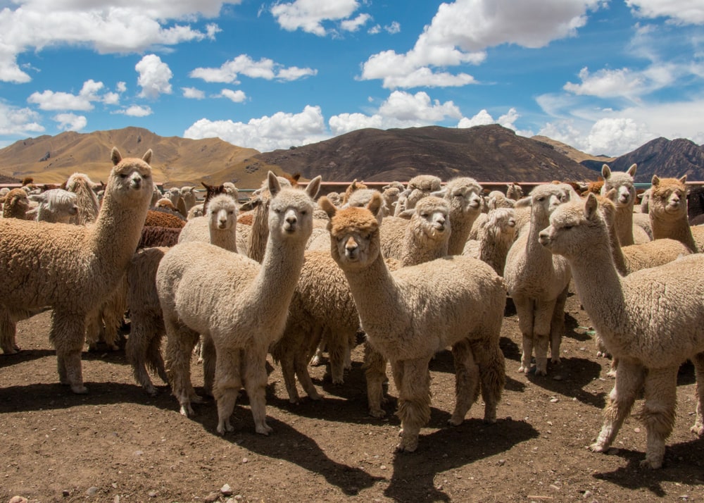 image of a herd of alpacas grazing