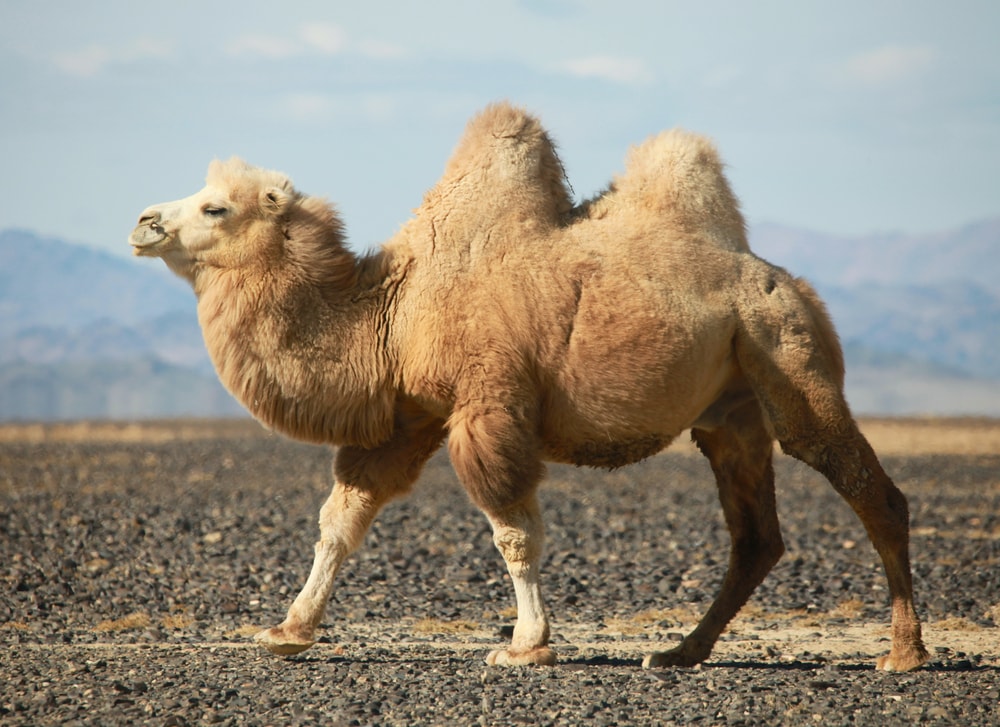 a Bactrian camel walking on a desert