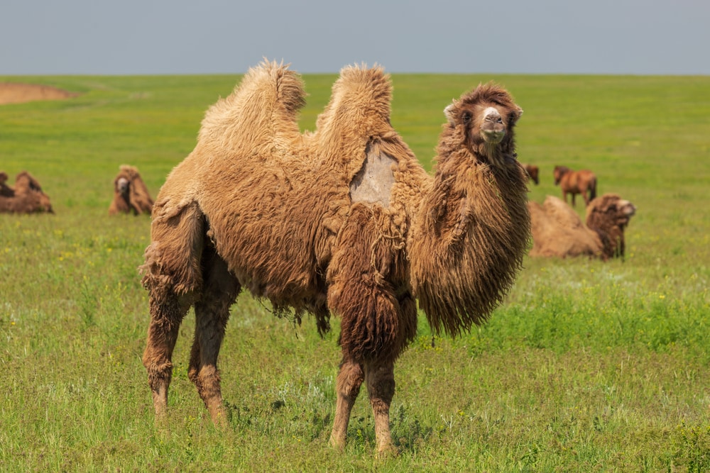 a Bactrian camel standing on grass field