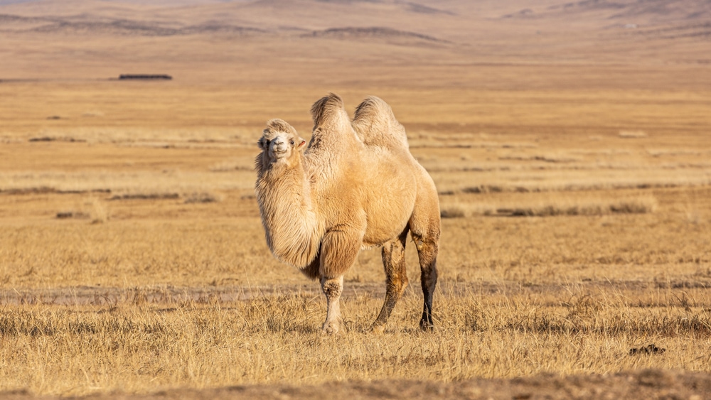 a Bactrian camel on a savanah
