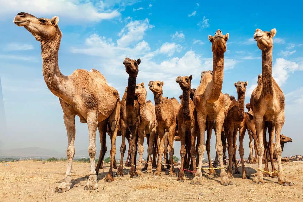 herd of camels at Pushkar Mela