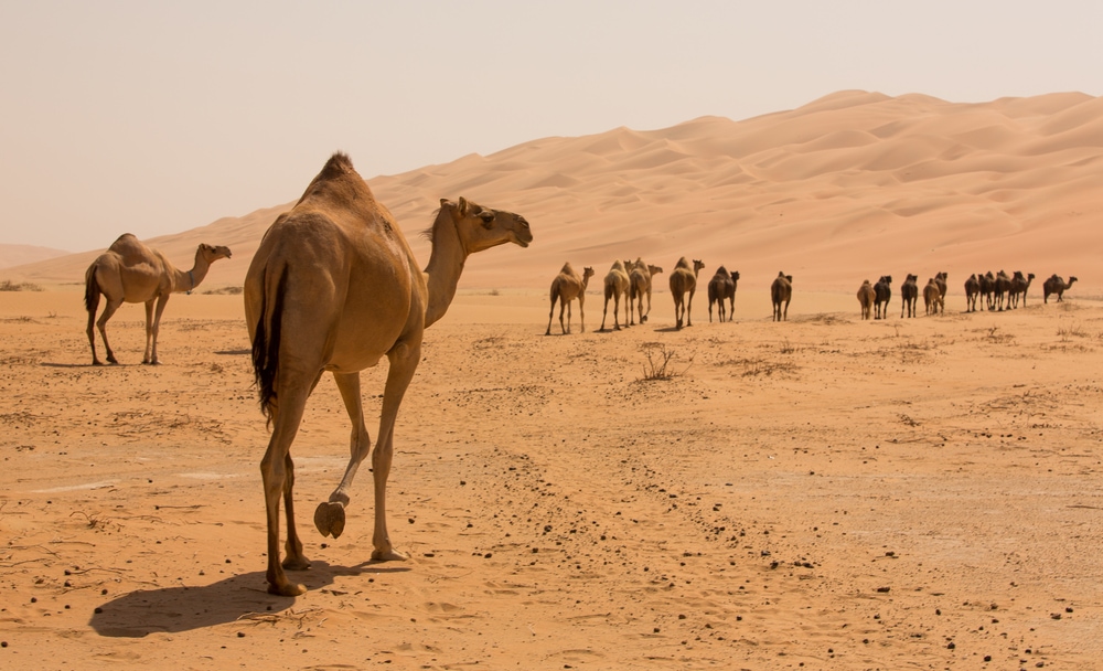 image of a herd of camels walking on a desert 