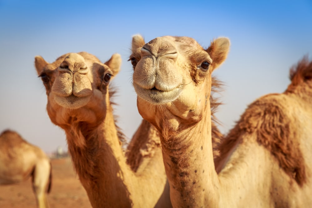 close up image of two camels 