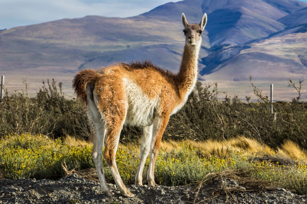image of a Guanaco in a National Park