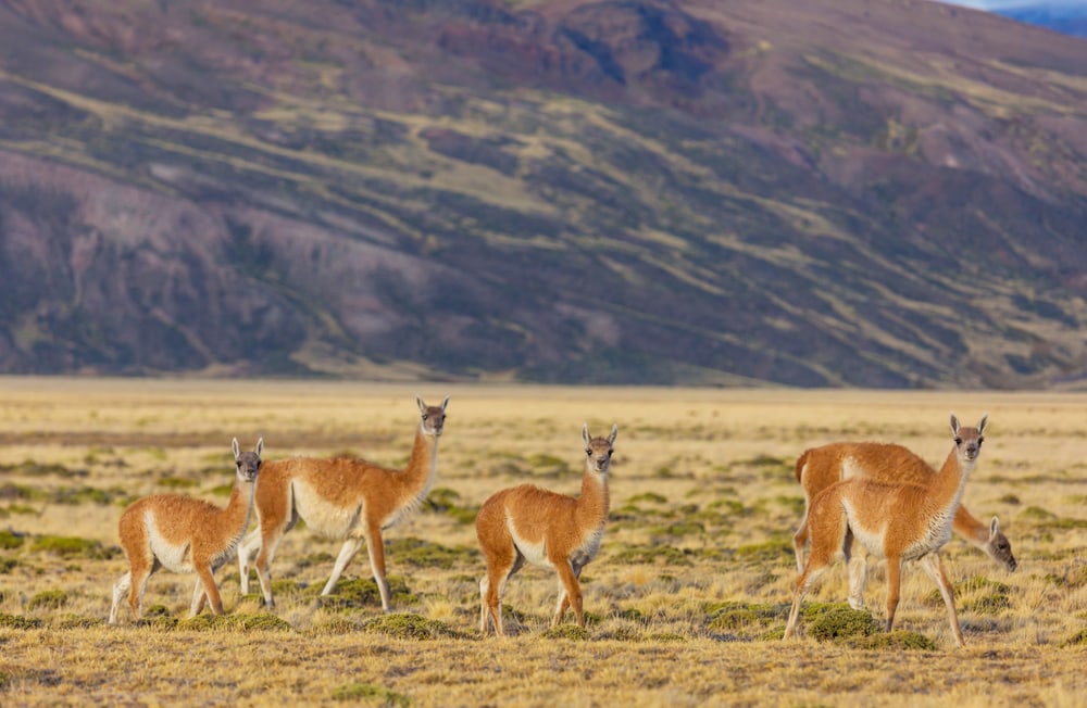 image of a group of guanacos grazing