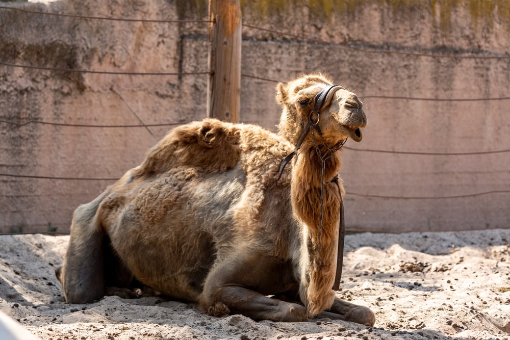 image of a camel sleeping on a sand