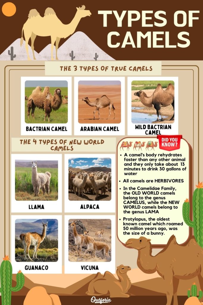 chart of the different types of camels with images, names, and fun facts